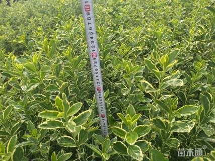 高度40厘米金边黄杨