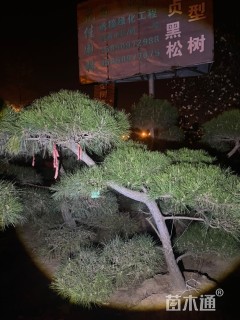 10公分造型黑松