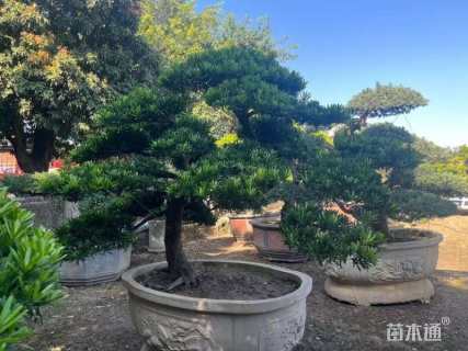 容器苗造型罗汉松
