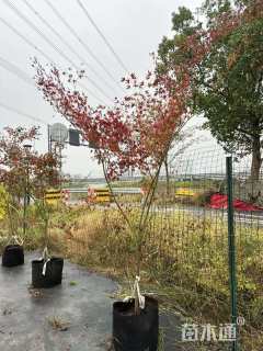 2公分小叶鸡爪槭