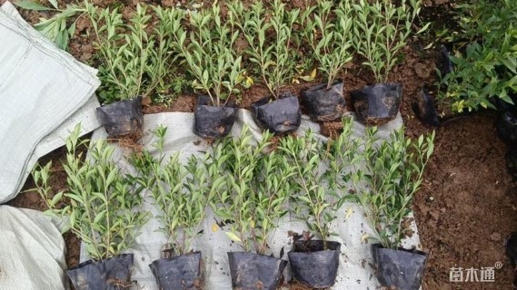 高度50厘米小叶栀子