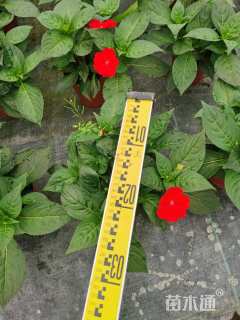 高度30厘米凤仙花