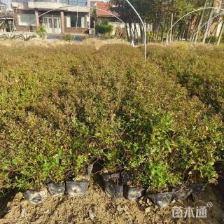 高度30厘米绣线菊