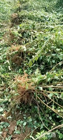 高度40厘米连翘