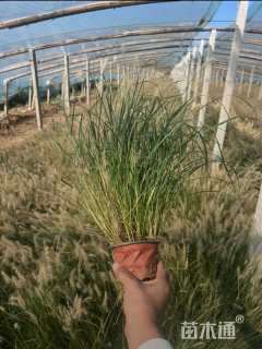 高度38厘米小兔子狼尾草