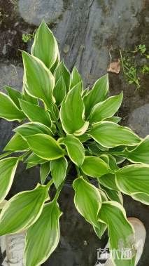 高度30厘米金边玉簪