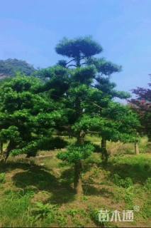原生苗造型罗汉松