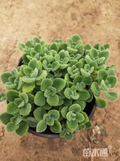 高度15厘米碰碰香