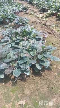 高度8厘米多花筋骨草