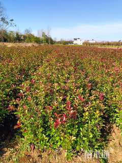 0.5公分红叶石楠