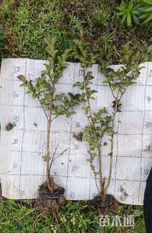 高度50厘米天鹅绒紫薇