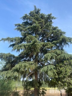 高度1300厘米雪松