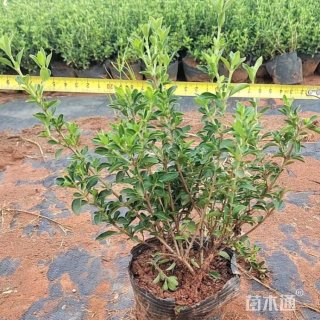 高度25厘米六月雪