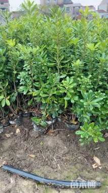 高度40厘米海桐