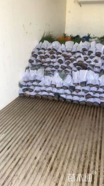 高度30厘米琴叶榕