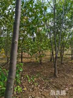 25公分(3杆)丛生无患子