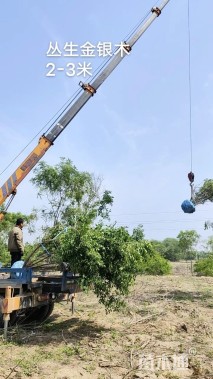 高度150厘米丛生金银木