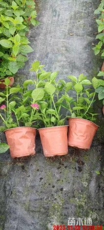 冠幅20厘米五色梅