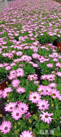 高度15厘米南非万寿菊