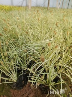 高度30厘米金叶苔草