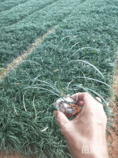 高度30厘米细叶麦冬草