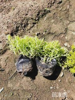 高度15厘米佛甲草