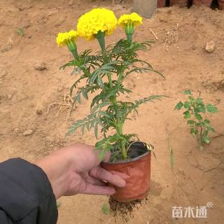 高度20厘米万寿菊