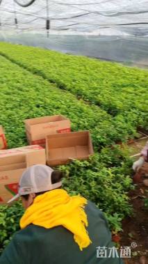 高度30厘米红天竹