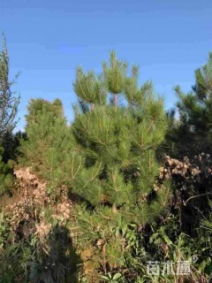 高度200厘米油松