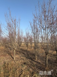 10公分垂丝海棠