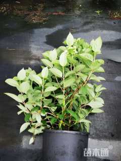 高度50厘米绣球