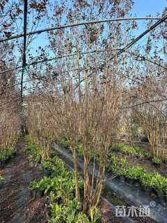 高度350厘米天鹅绒紫薇