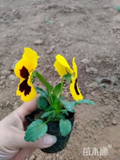 高度11厘米三色堇