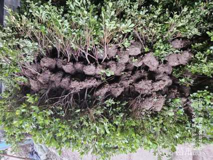 高度35厘米毛鹃