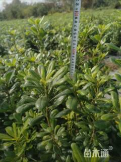 高度25厘米海桐