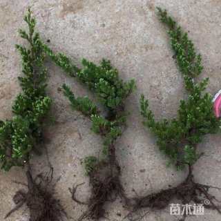 高度80厘米铺地柏
