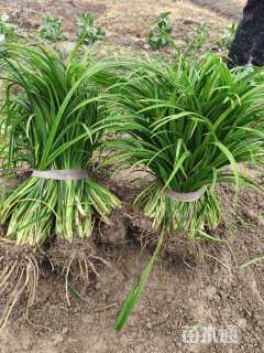 高度30厘米常绿萱草