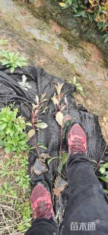 0.5公分红叶石楠