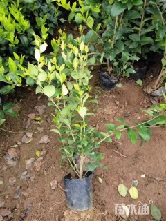 高度40厘米金森女贞