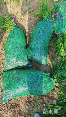 高度25厘米沿阶草