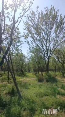 20公分造型乌桕