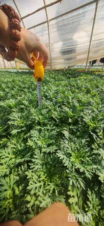 高度20厘米玛格丽特花