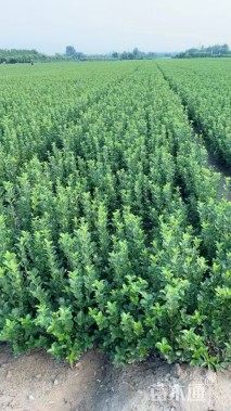 高度85厘米大叶黄杨