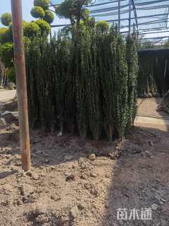 高度120厘米直立冬青