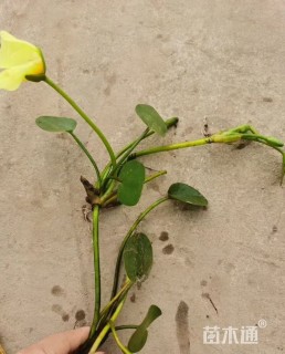 高度30厘米水金英