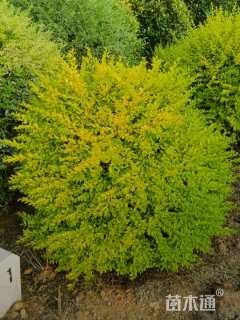 冠幅80厘米亮晶女贞球