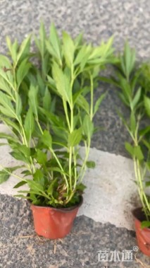 高度40厘米泽兰