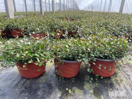 主蔓长30厘米千叶兰