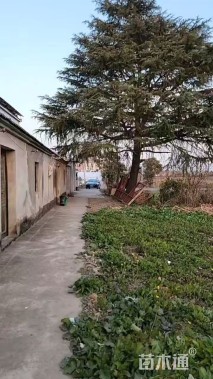 高度700厘米雪松