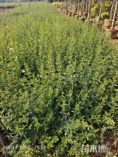 高度50厘米火棘